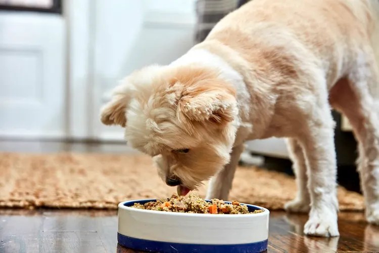 Dog Bowl Cleaning Mistakes That Can Get Us and Our Pet Seriously Sick