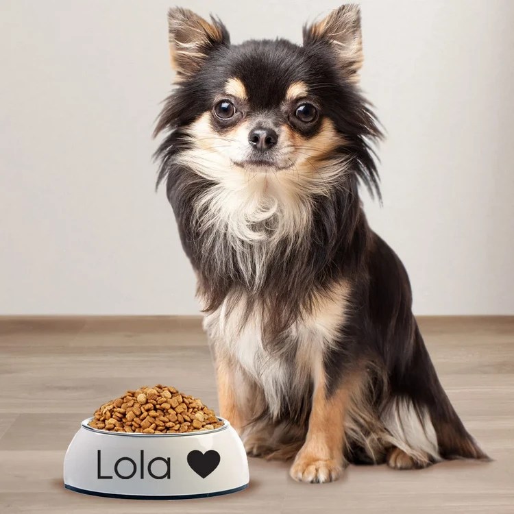 Dog Bowl Cleaning Mistakes That Can Get Us and Our Pet Seriously Sick