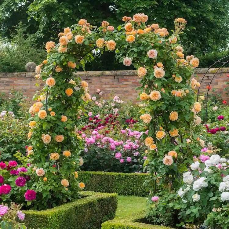 Climbing Roses Trellis Which Types Are Suitable and How Can You Make One?
