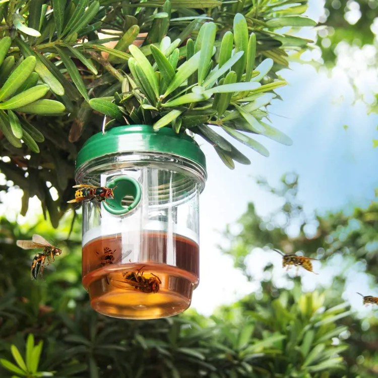 How to Keep Wasps off the Table? Natural Tips & Tricks