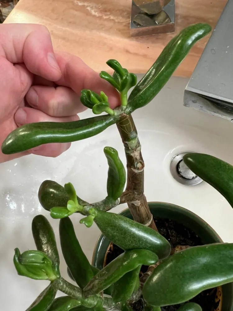 How do I care for my Jade plant (Crassula Ovata)? Tips and video