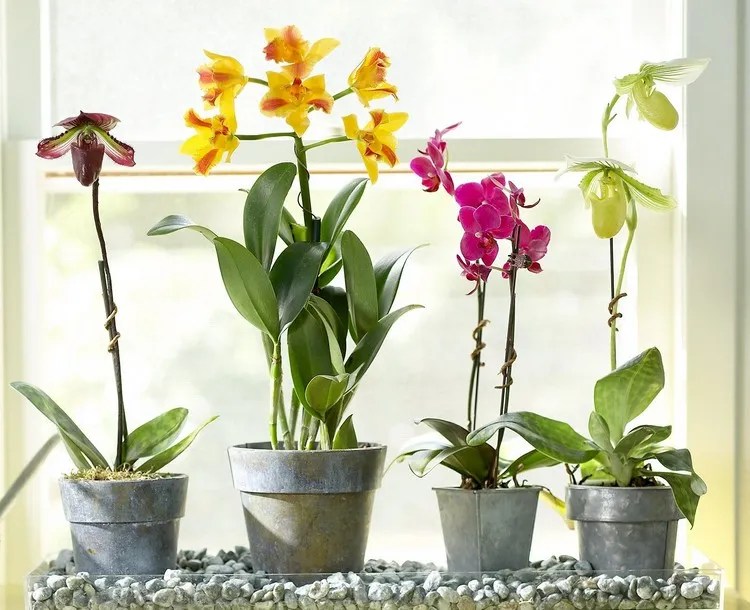 How to save an orchid after returning from vacation? Here's how to