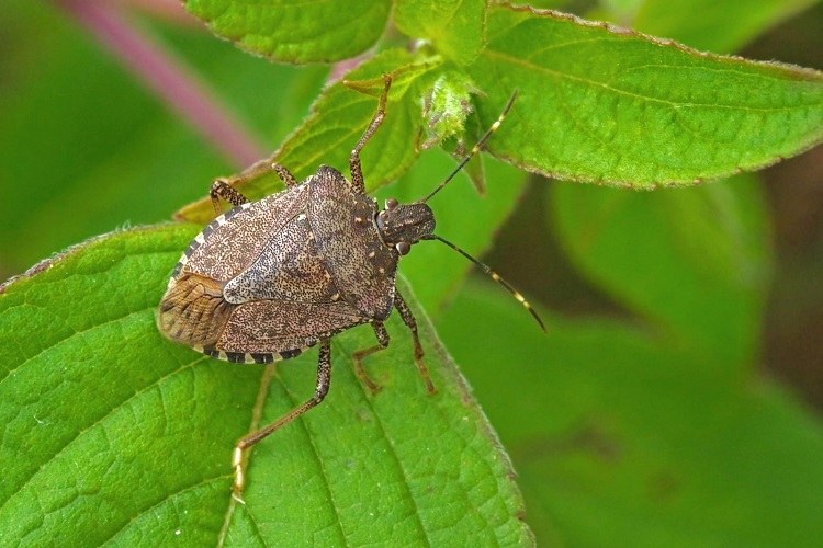 How to get rid of stink bugs? Check out these easy 7 home remedies to How to get rid of stink bugs? Check out these easy 7 home remedies to