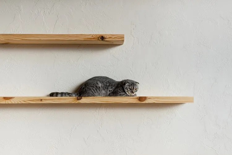 How to install DIY cat shelves? Discover this easy 3step tutorial plus