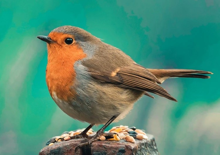 How to tame a robin in the garden? 4 steps to follow!