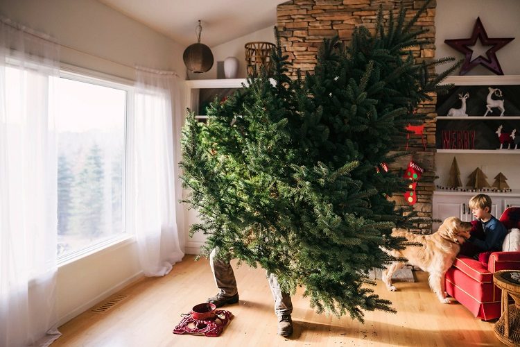 How to keep my christmas tree alive longer? Find some expert advice on