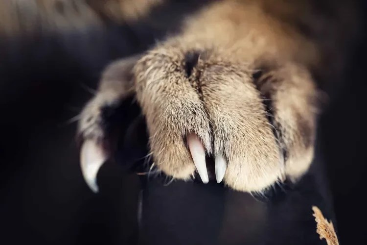 Why Does My Cat Scratch The Floor While Eating Home Alqu