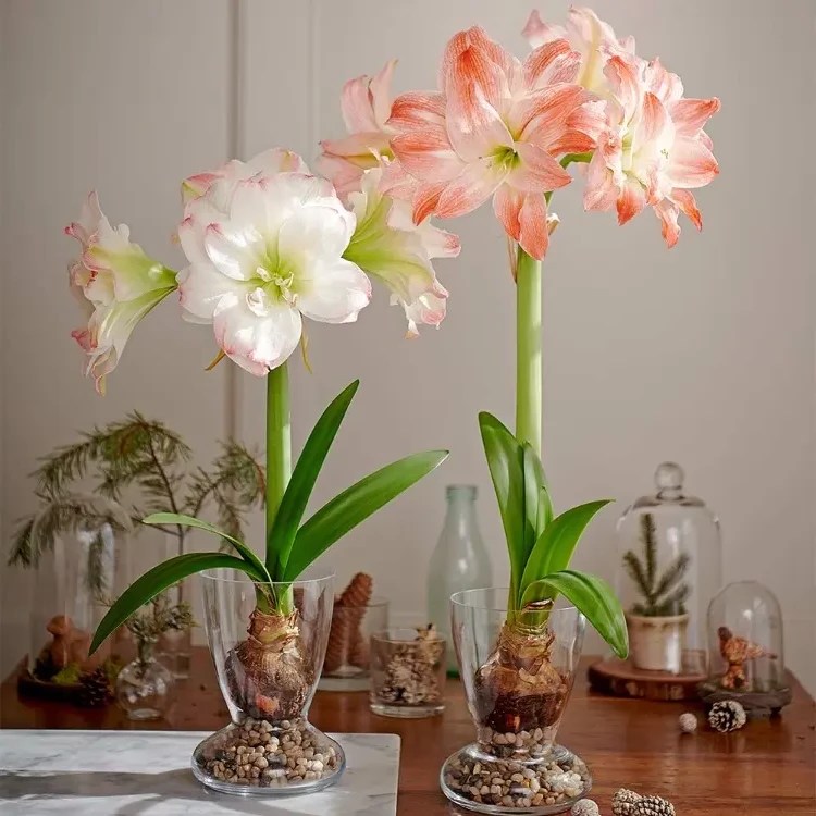 Amaryllis after blooming where to cut off the faded and what care does