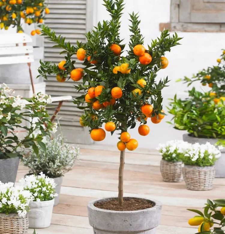 How to Grow Satsuma Orange Tree Complete Growing Guide