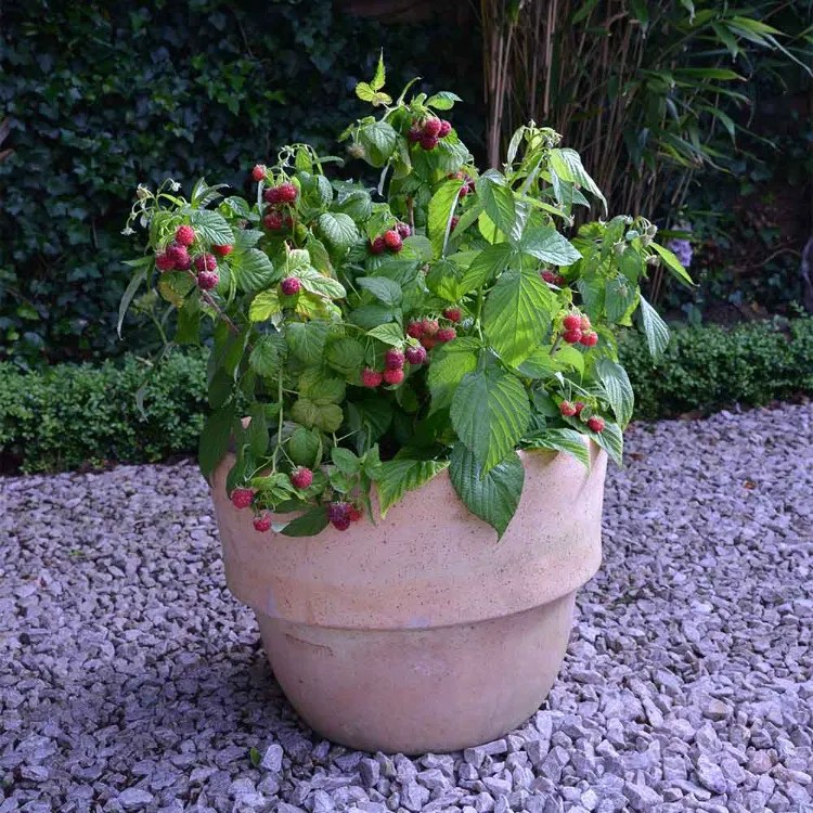 Plan to Grow Raspberries in a Pot? Here's Your Full Guide.