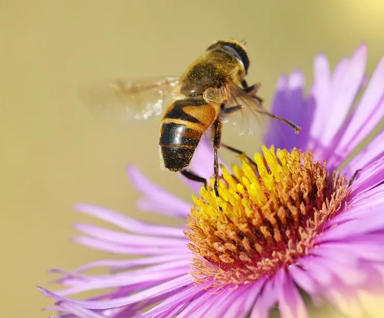 How to Attract Pollinators? Create a beefriendly environment