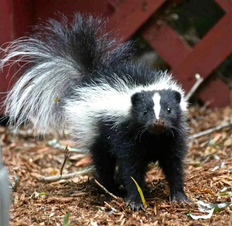 How to get rid of skunk smell from your home in few steps?