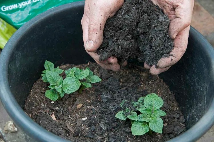How and When to Fertilize Potatoes? Tips for Best Nourishing