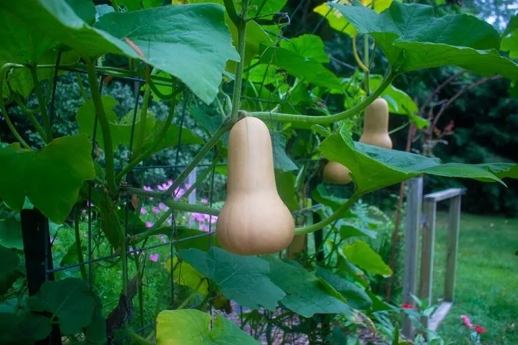 Grow Yellow Squash Vertically Maximize Space & Boost Harvest with This