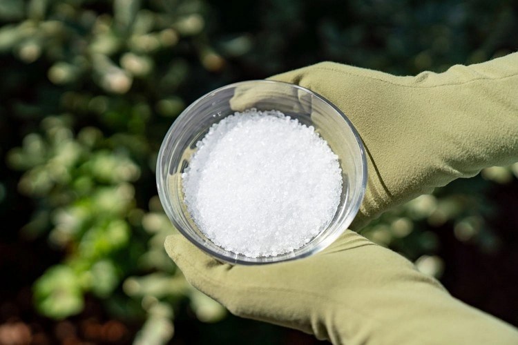 Fertilizing with Epsom Salt How to Use it Properly?