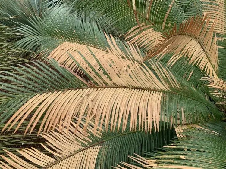 What to Do If Your Palm Tree Turns Yellow and How to Save It?