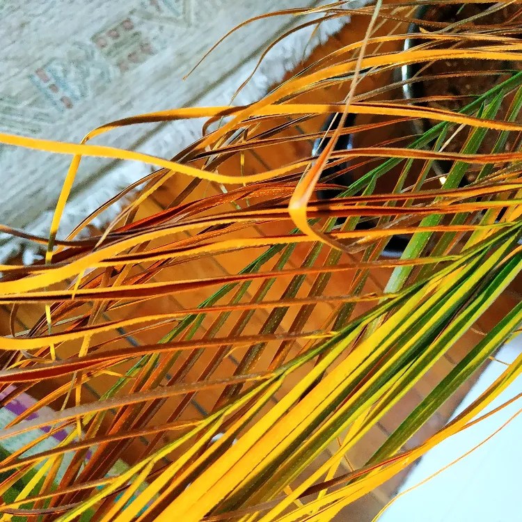 What to Do If Your Palm Tree Turns Yellow and How to Save It?