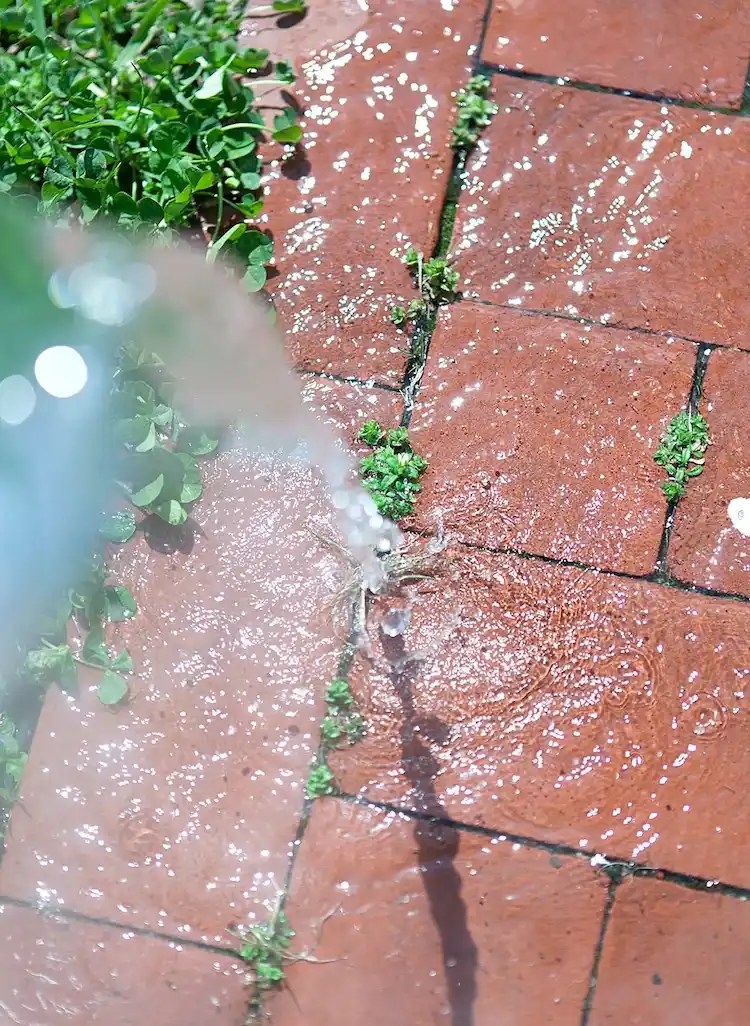 Remove Weeds from the Patio The Effective Methods That Work