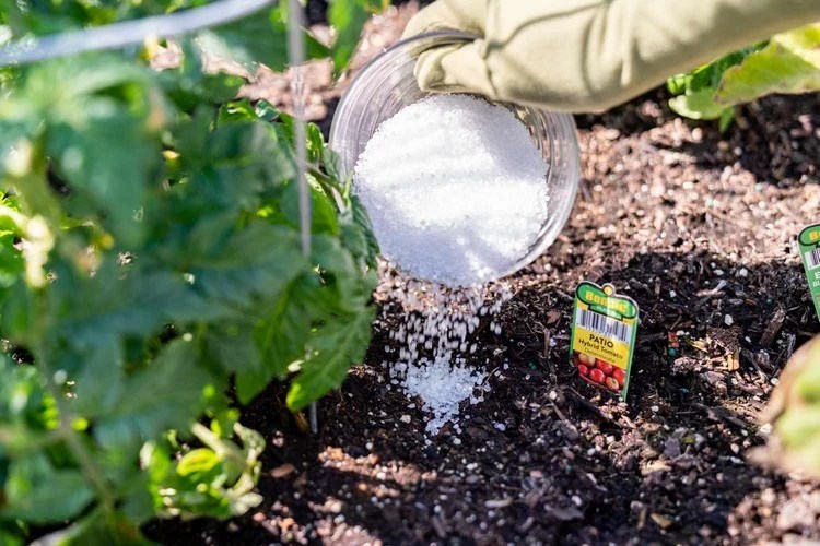 Fertilizing with Epsom Salt How to Use it Properly?