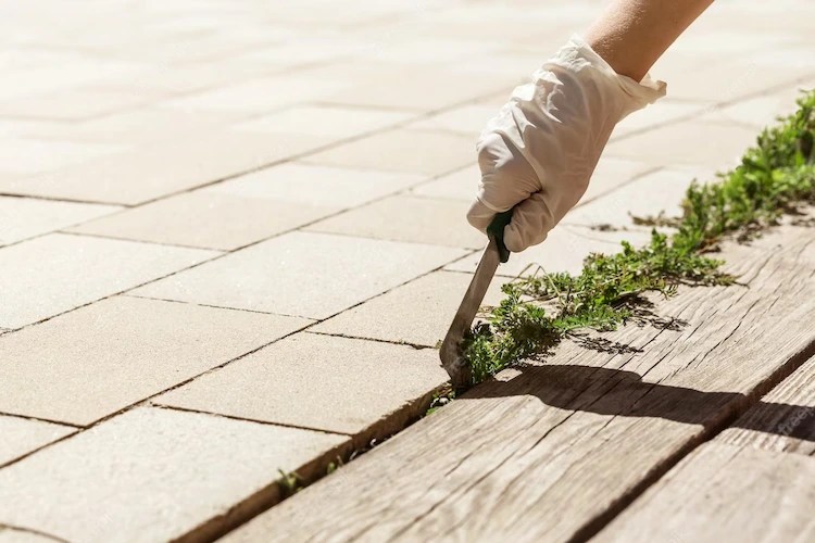Remove Weeds from the Patio The Effective Methods That Work