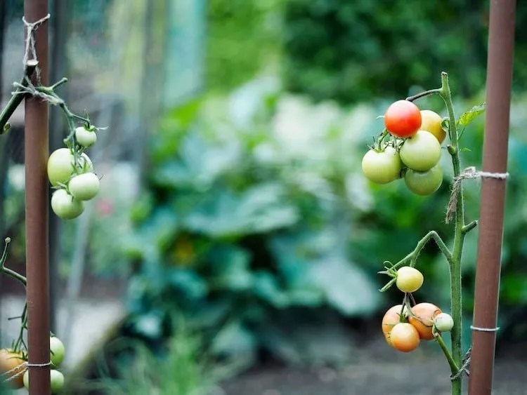 Why Water Tomatoes with Salt Water? The Pros and Cons of Salty Watering!