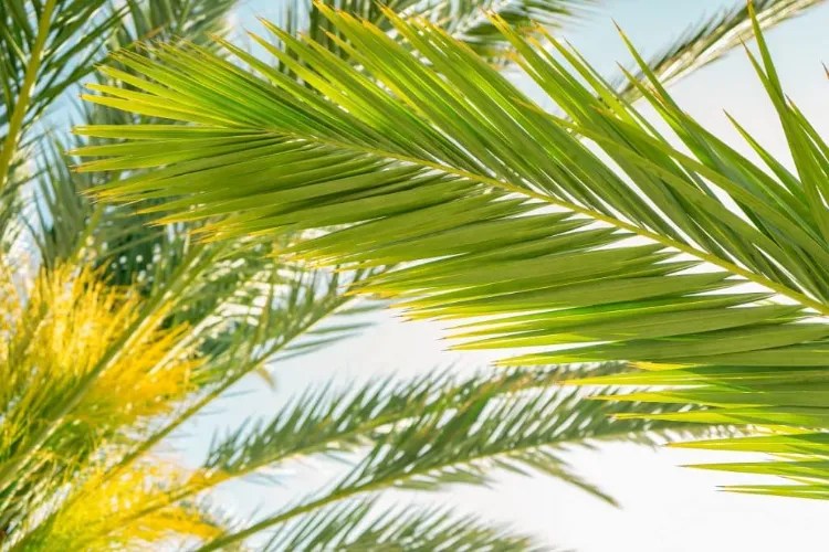 What to Do If Your Palm Tree Turns Yellow and How to Save It?