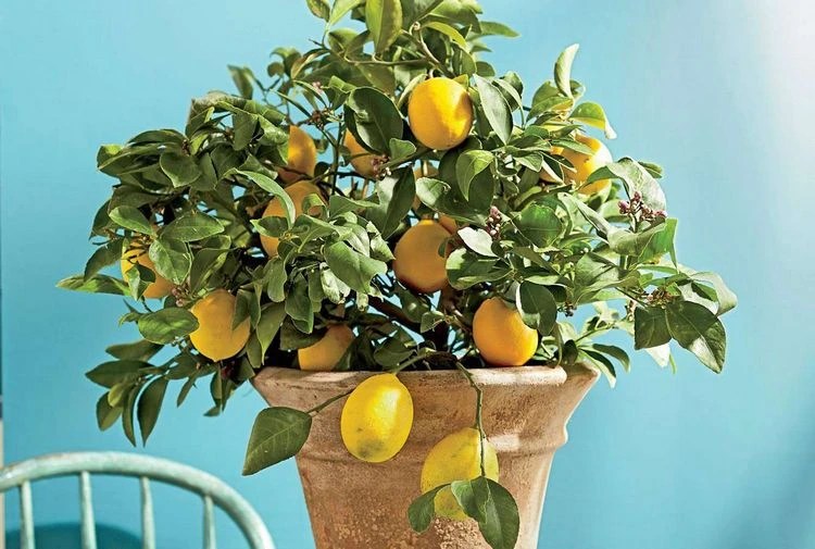 How to Water a Lemon Tree in Summer Tips for the Hot Weather