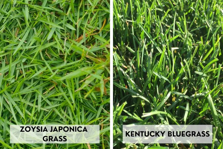 The Best Grass Seed for Your Lawn A Complete Guide!