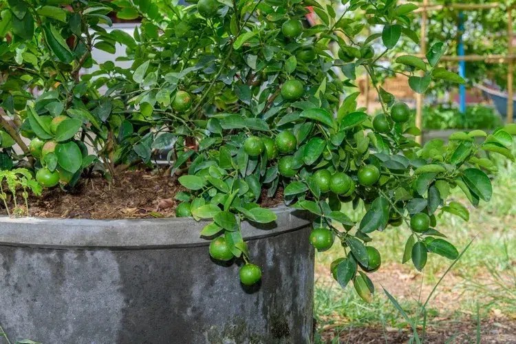 What Is the Best Fertilizer for Citrus Trees in Pots?