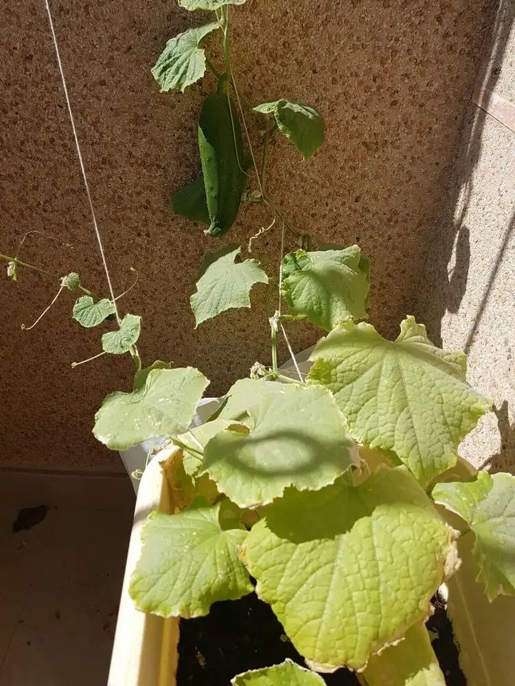 Cucumber Leaves Are Drying Up Why and What to Do?