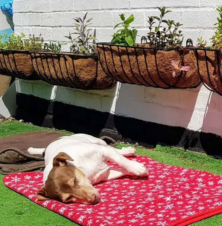 How to Stop Your Dog from Destroying the Garden?