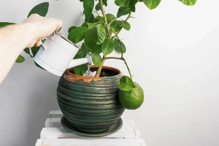 How to Water a Lemon Tree in Summer Tips for the Hot Weather