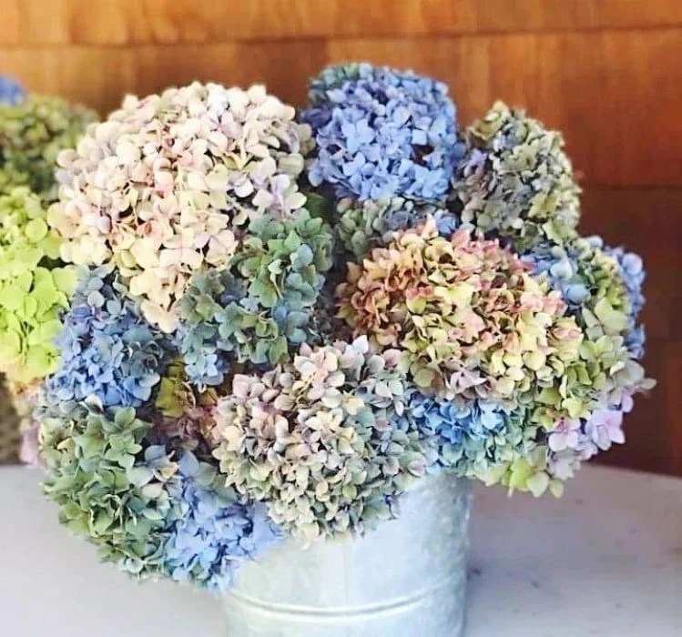 How to Dry Hydrangea Blooms? Best 2 Methods to Preserve Their Beautiful