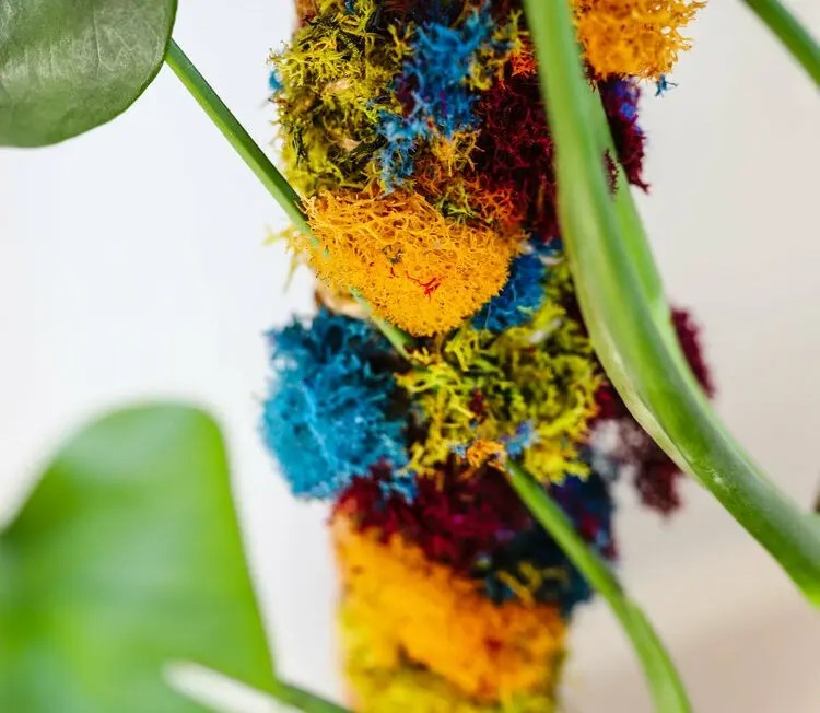 How to Make a Moss Pole Climbing Aid for Monstera Plant