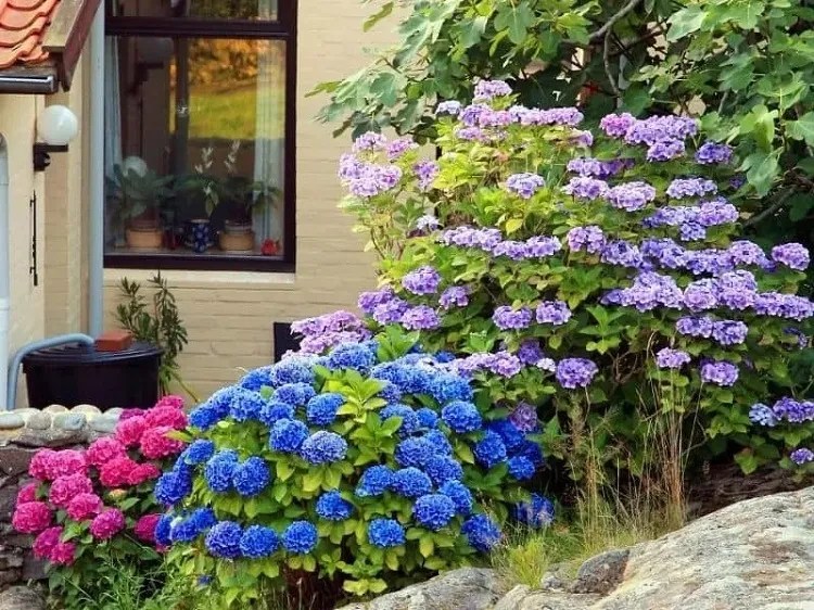 Fertilizing Hydrangeas with Coffee Grounds Boost Blooming!