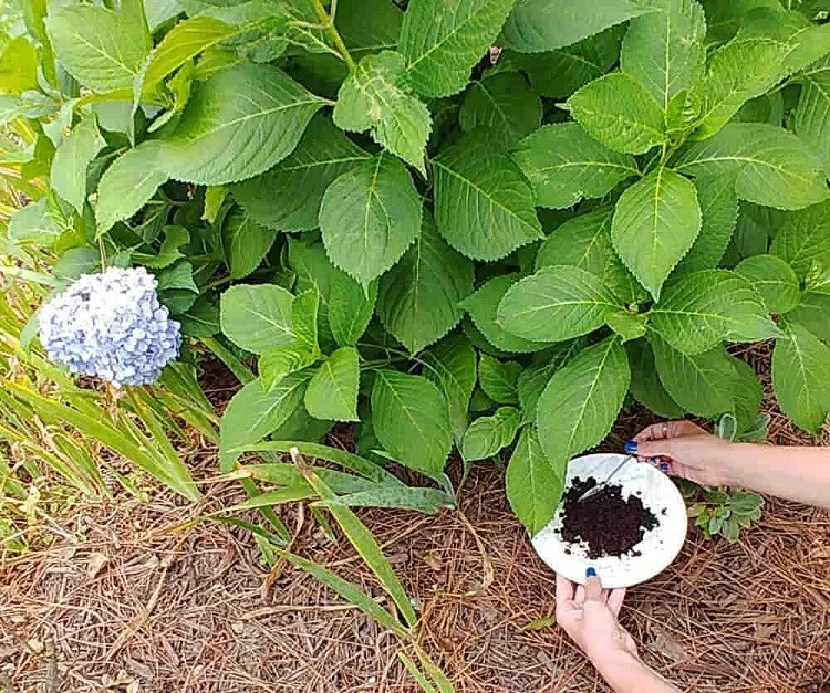 Fertilizing Hydrangeas with Coffee Grounds Boost Blooming!