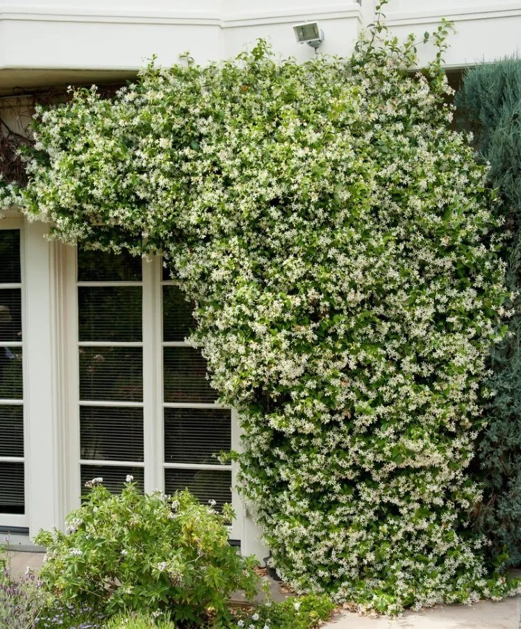 The Best Evergreen Climbing Plants for Shade in Your Garden!