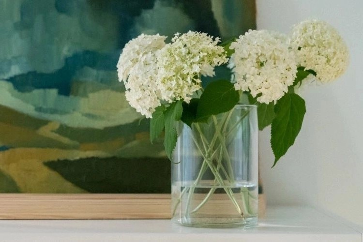 How to Dry Hydrangea Blooms? Best 2 Methods to Preserve Their Beautiful