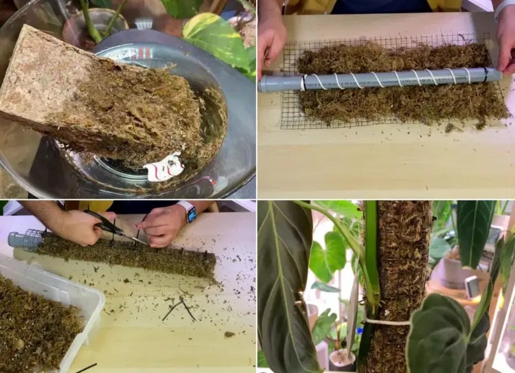 How to Make a Moss Pole Climbing Aid for Monstera Plant