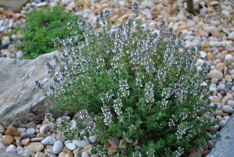 Frost Resistant Herbs Help Them Bear the Cold Nights!