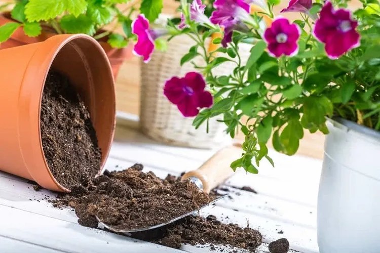 What to Do with Old Potting Soil Use It Once Again!