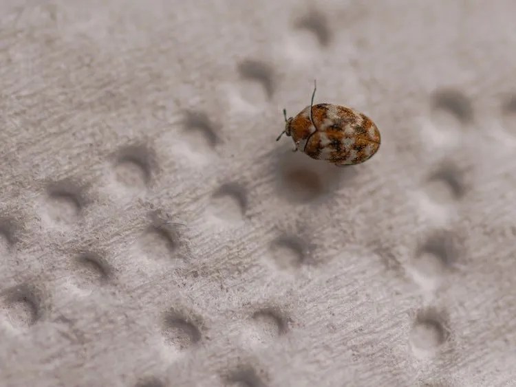 How to Get Rid of Carpet Beetles Naturally? The Best Solutions & Identification Methods