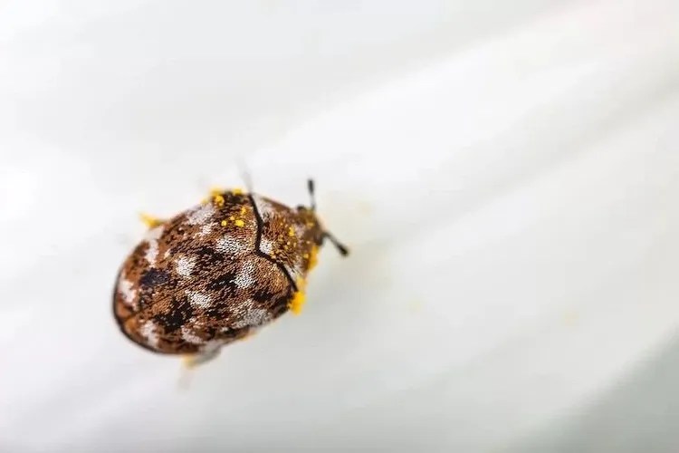 How to Get Rid of Carpet Beetles Naturally? The Best Solutions