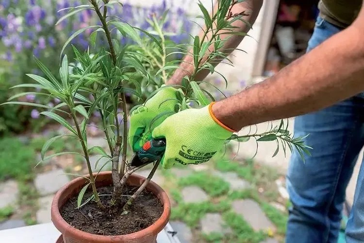 When and How to Prune Oleander After Flowering? Tips & Advice for Care