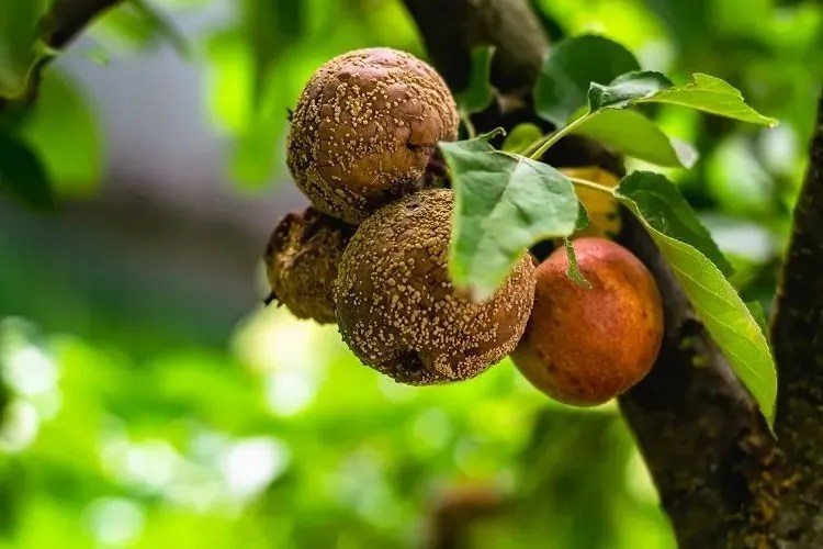 Why Do Apples Rot on the Tree and How Can You Save Them?