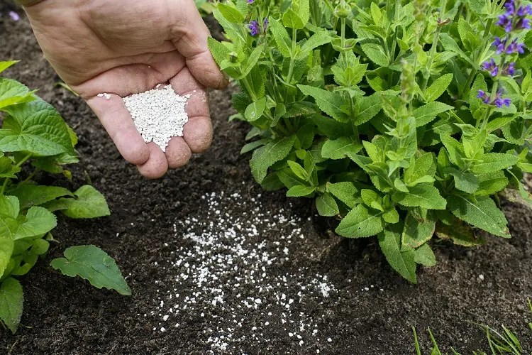 How and When to Add Lime to the Garden?