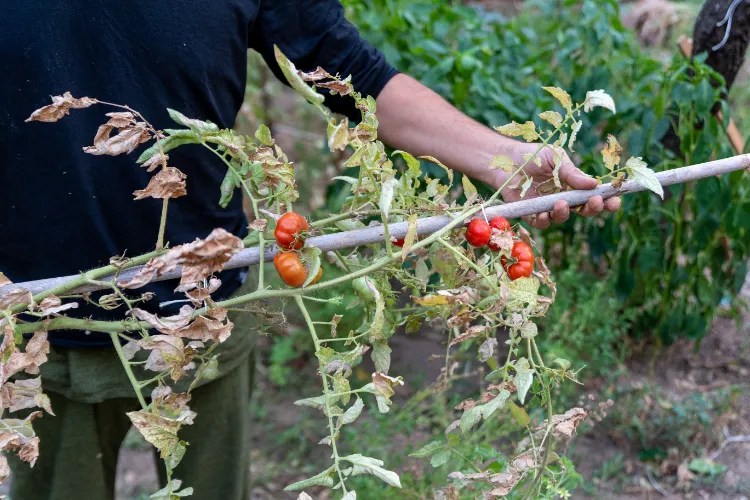 What to Plant after Tomatoes in Fall?
