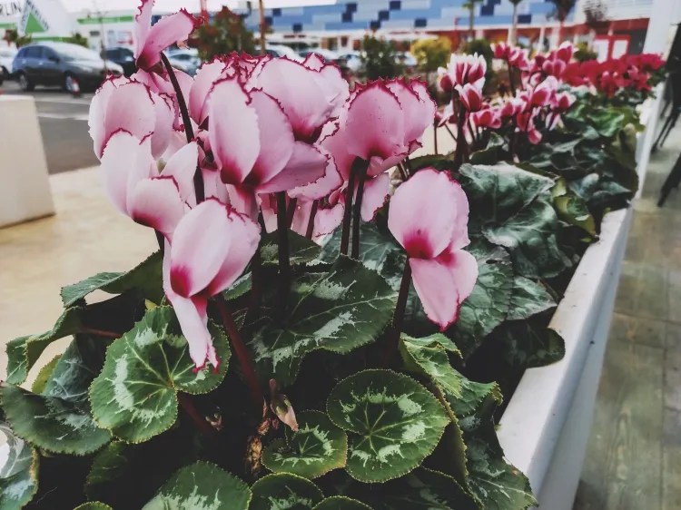 Why Are Cyclamen Flowers Falling off?