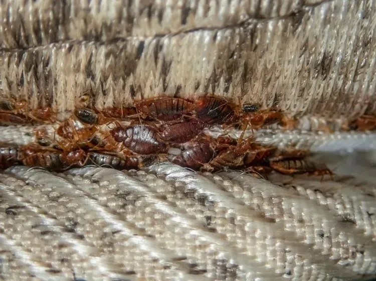 What Smell Scares Bed Bugs? 5+ Solutions to Eradicate Them