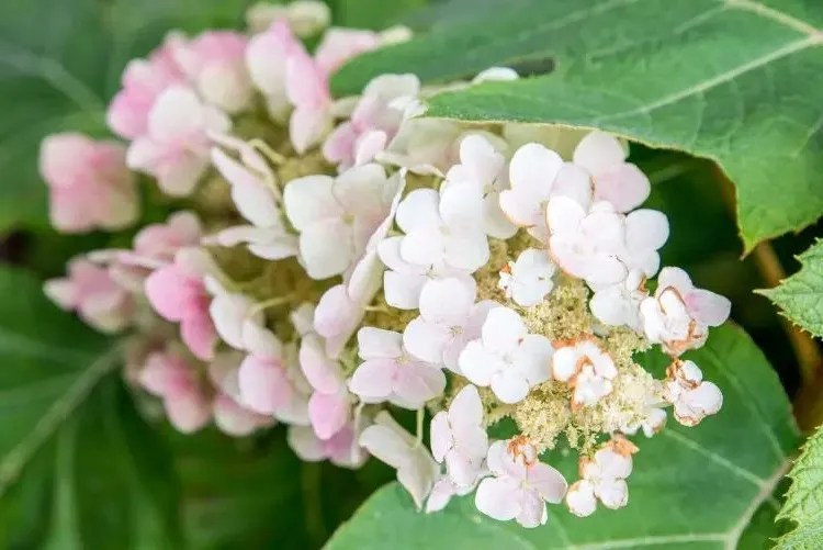 Which Trees Should Not Be Pruned in October?